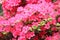 Azalea Rhododendron flowers