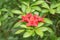 Azalea Rhododendron Geisha Red, red flowers on glossy leaves