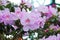 Azalea Rhododendron molle. Blume