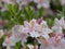 Azalea Rhododendron, pink flower with yellow eye on green leaves