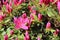 Azalea rhododendron. Pink-red flowering evergreen azalea shrub. Nature background