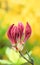 Azalea Rhododendron, red budding flower in yellow haze