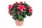 Azalea. Room flower isolated