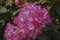 Azalea Rosa King. Deep-pink blossoms of vigorous Japanese Azalea