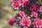 Azalea Rosa King. Quite vigorous Japanese Azalea, deep-pink blossoms against attractive evergreen foliage. Close up
