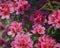 Azalea Rosa King. Quite vigorous Japanese Azalea, regal deep-pink blossoms against attractive evergreen foliage