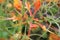 Azalea sawfly larvae damaged leaves and flowers