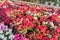 Azalea in shop for greenhouse cultivation of indoor flowers