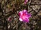 Azalea shrub. Rhododendron macro photo flower