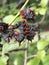 Azalea Sphynx Moth Caterpillar - Darapsa choerilus