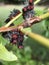 Azalea Sphynx Moth Caterpillar - Darapsa choerilus