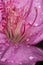 Azalea Stamen and pistils of flower close up - Macro photo of stamens and flower pistils in detail