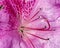 Azalea Stamen and pistils of flower close up - Macro photo of stamens and flower pistils in detail