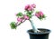 Azalea trees in pots