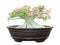 Azalea trees in pots isolated