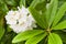 Azalea white ornamental flowers