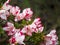 Azaleas belong to the Rhododendron genus, and they are members of the heath family Ericaceae.