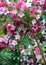 Azaleas bloom in a garden at spring time