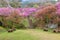 Azaleas blossoming at Tenpaku Park in Nagiso, Nagano during Spring in Japan