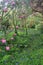 Azaleas And Bluebells, Trewidden Gardens, Cornwall, UK