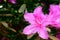 Azaleas brightly colored Dark Pink flowers - Royalty Garden. Beautiful and majestic plant on dark green background. Copy space.