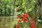 Azaleas flowers blooming by the lake