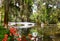 Azaleas flowers blooming by the lake