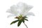 Azaleas flowers with leaves, White flowers isolated on white background with clipping path