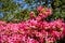 Azaleas Flowers on a spring day in an English garden