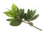 Azaleas leaves on branch, Green leaves isolated on white background with clipping path