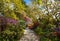 Azaleas and Rhododendron trees surround pathway in spring