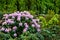 Azaleas in the spring park.