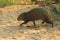 Azara\'s agouti