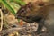 Azara\'s agouti