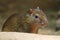 Azara\'s agouti