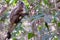Azaras`s Capuchin or Hooded Capuchin, Sapajus Cay, Simia Apella or Cebus Apella, Nobres, Mato Grosso, Pantanal, Brazil