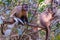 Azaras`s Capuchin or Hooded Capuchin, Sapajus Cay, Simia Apella or Cebus Apella, Nobres, Mato Grosso, Pantanal, Brazil