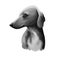 Azawakh dog breed digital art illustration isolated on white. Sighthound livestock guardian breed of dog from West Africa, used as