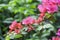 Azelea flowers background