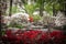 Azeleas in fully bloom in the park with landscape boulders and flowering trees in springtime