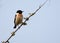 Aziatische Roodborsttapuit, Siberian Stonechat, Saxicola