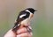 Aziatische Roodborsttapuit, Siberian Stonechat, Saxicola maura