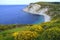 Azkorri beach and genista flowers (Genista hispanica