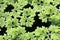 Azolla caroliniana or Mosquito fern, Water fern. It is a small aquatic plant in the family of ferns. It grows on water surface, in