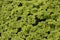 Azolla caroliniana or Mosquito fern, Water fern. It is a small aquatic plant in the family of ferns. It grows on water surface, in