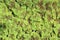 Azolla fern plant floating on water surface, green and red leaf background