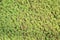 Azolla fern plant floating on water surface, green and red leaf backgrouond