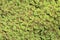 Azolla fern plant floating on water surface, natural green background.