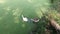 Azolla moss duckweed pond water hen