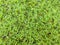 Azolla plant for Livestock Feed, poultry and cattle